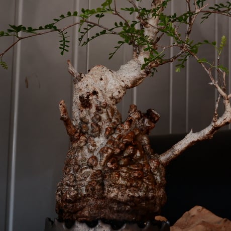 オペルクリカリア パキプス φ 11cm［No.38］  ×   根本峻吾 作 S.N POT type.cylinder「 黒焔 」 4号 植木鉢