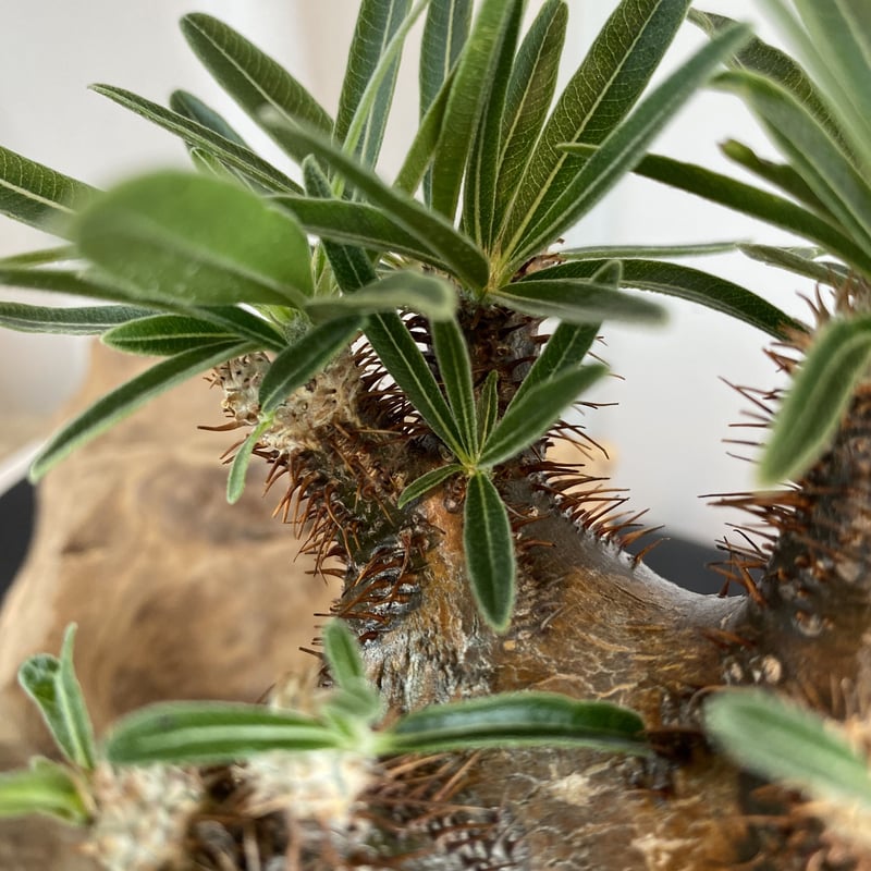 希少の短多枝【グラキリス 発根済 2020年8月輸入 現地株】BH-C45 化粧