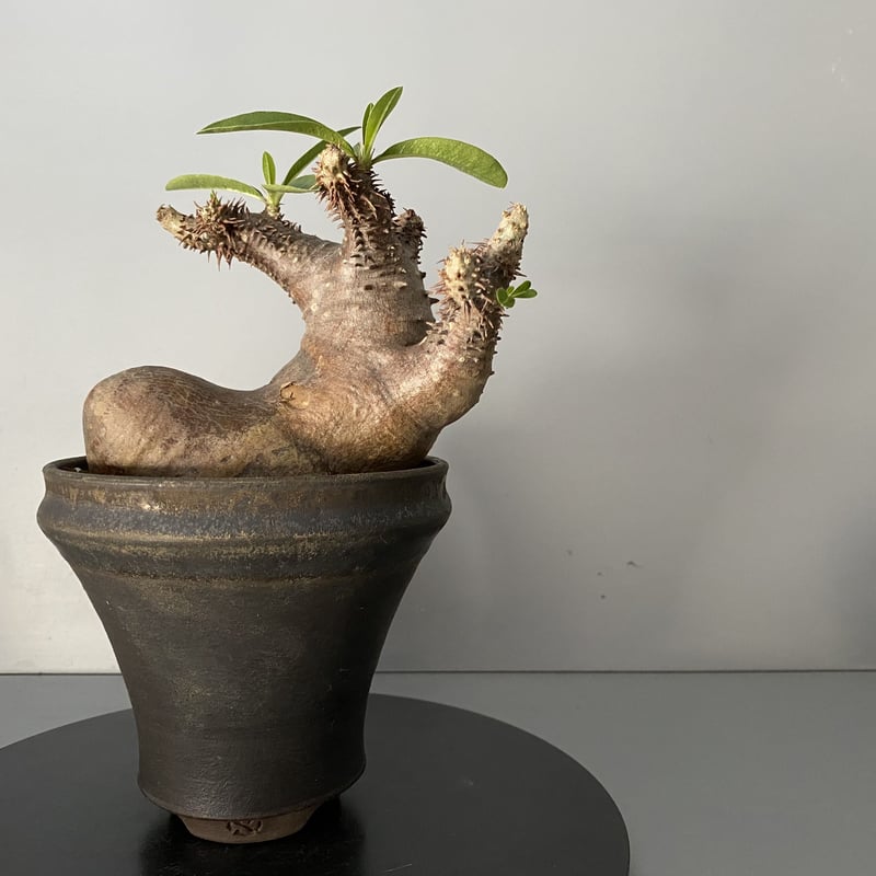 発根済 マカイエンセ 魔界玉 現地株 BG-122 × S.N.Pot - horizon