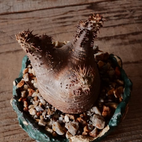 マカイエンセ  φ5.5cm - 魔界玉 -［No.67］  ×   森田昌求 作 「 As if Broken " TSUGIHAGI "   」 3号 植木鉢 笠間焼