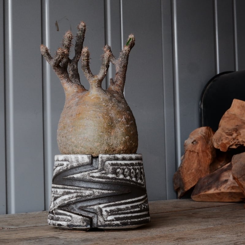 グラキリス φ10cm - 象牙宮- ［No.81］ × 根本峻吾 作 S.N POT