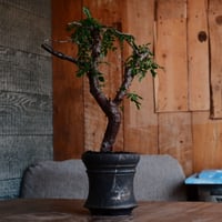 bon25　カタチ製作所　鉢込　コミフォラ　ストックシアナ　カタフ bon25 カタチ製作所 鉢込 コミフォラ ストックシアナ カタフ fit=scale