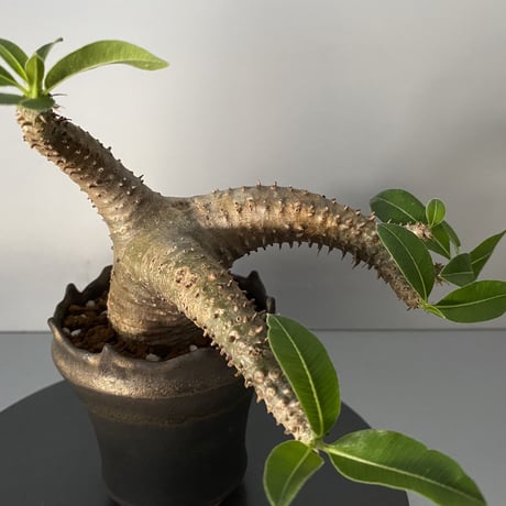 発根済 チビ マカイエンセ 魔界玉 現地株 BG-125 × S.N.Pot - crown - 3号鉢 ［作家  "根本峻吾"］