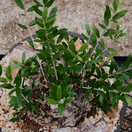 Old Olive 古木オリーブ［No.05］× 11号皿鉢(φ33cm)