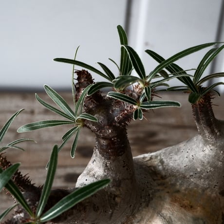 グラキリス φ9cm - 象牙宮 -［No.52］  × 磯部祐介 作「 匣 - kou - 」3号 植木鉢 笠間焼