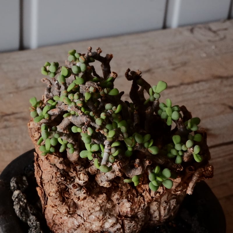 ケラリア ピグマエア 現地株 発根済 ［No.42］ × 沼野秀章 作「 black w