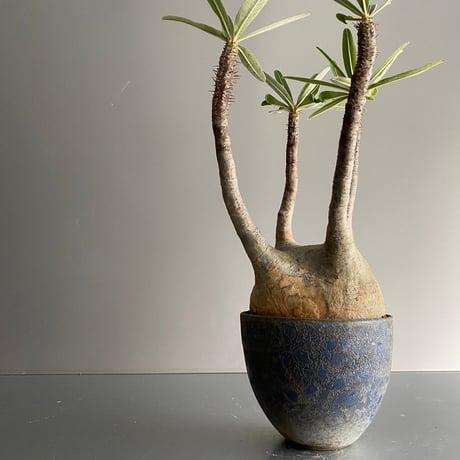 Gracilius M  ×  Flat pot 「Ibushi Gin」 - 笠間焼 - C74