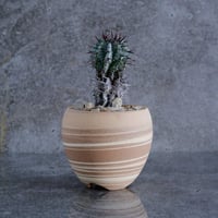 ユーフォルビア ゼブラ 赤棘 ホリダ No.10  ×  【新作】S.N.Pot " jupiter " 3号鉢［作家 根本峻吾 ］