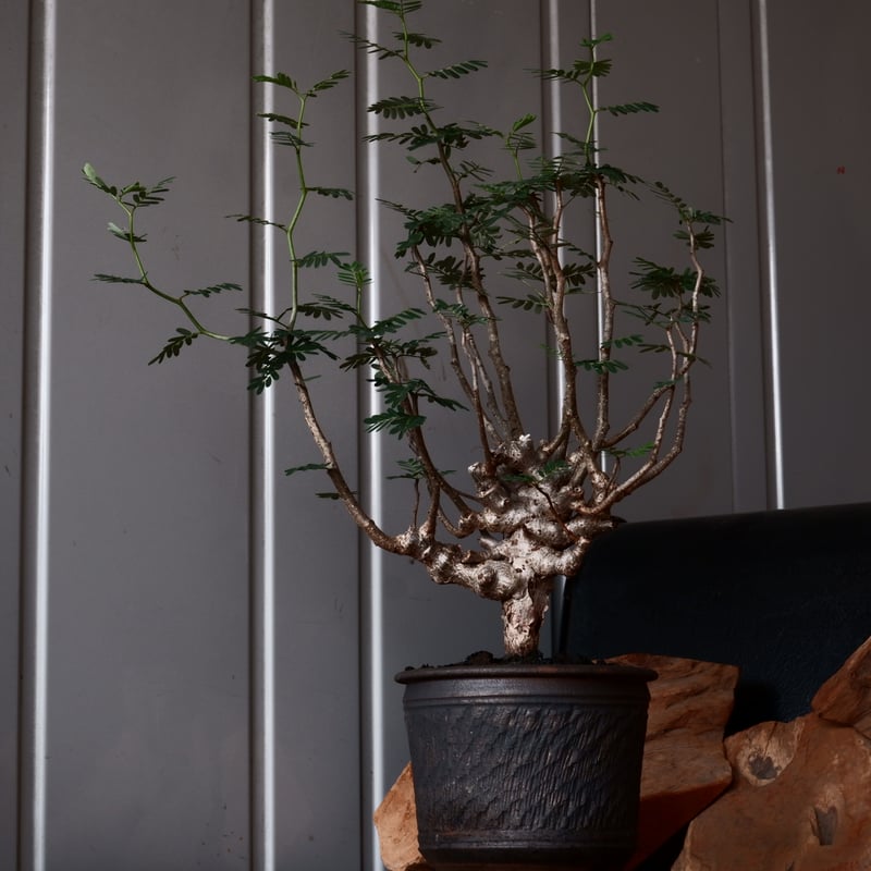 センナ メリディオナリス 輸入株［No.35］ × 與那嶺大輔 作 【 琉球飛