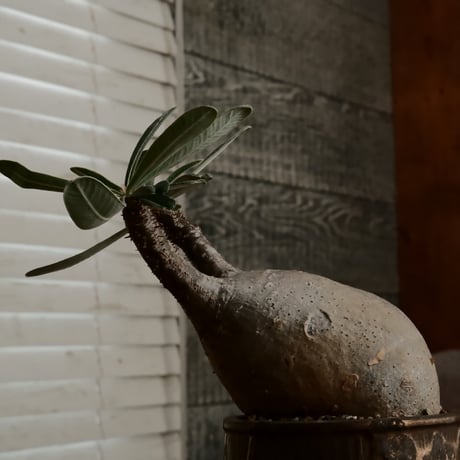 グラキリス  φ8.5cm - 象牙宮 -［No.67］  ×  磯部祐介 作「 瓦 - kawara -  "金剛 飛び鉋 ver. "」3号 植木鉢 笠間焼