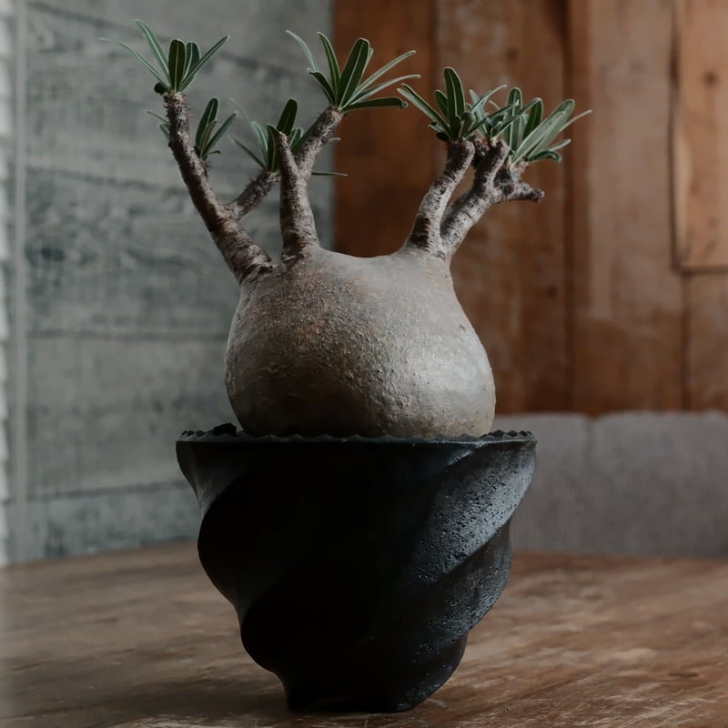 グラキリス 現地球 鉢付き 沖誠 作 笠間焼 グラキリス 現地球 鉢付き 沖誠 作 笠間焼