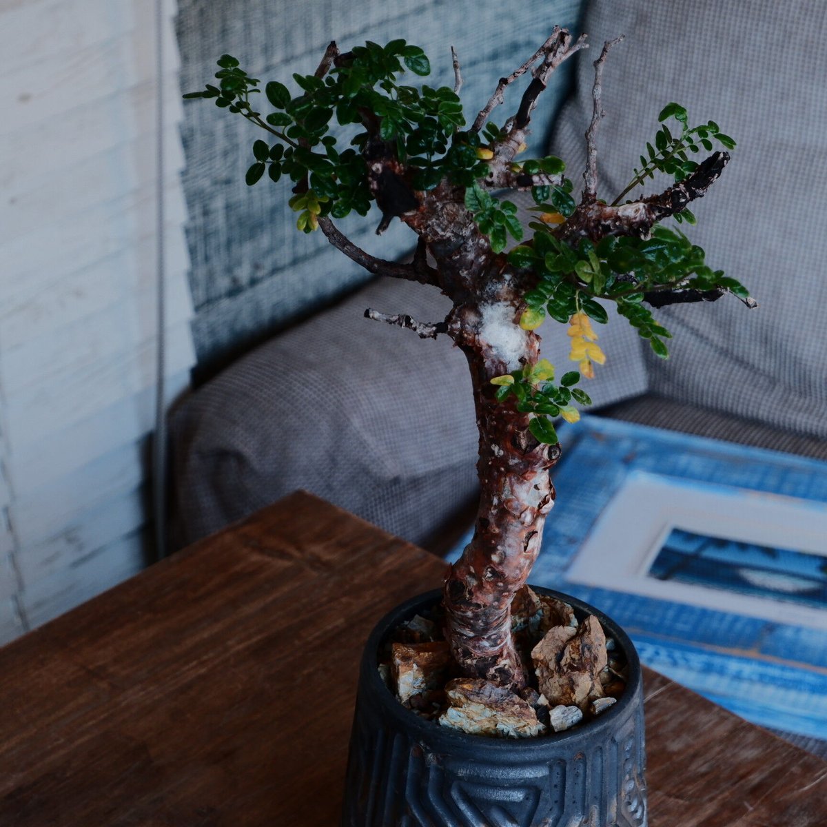 コミフォラ モンストローサ［No.43］ × 根本峻吾 作 S.N POT type.ta