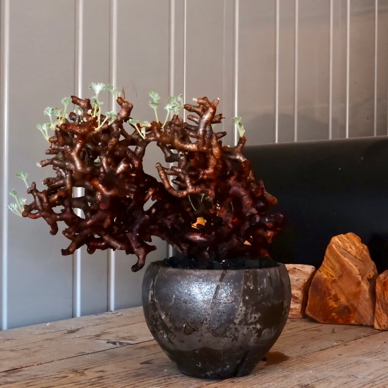 大株 】ペラルゴニウム ミラビレ［No.86］ × 沼野秀章 作品【 black wr