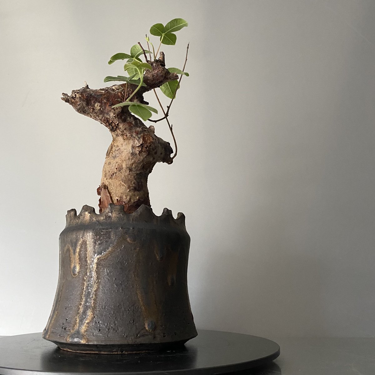 コミフォラ オルビクラリス 発根済 BCO-02 × S.N.Pot 