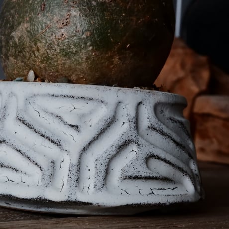 グラキリス φ8cm  - 象牙宮- ［No.34］  ×   根本峻吾 作 S.N POT type.cylinder - low「 月光ノ鐵」3号 植木鉢 笠間焼