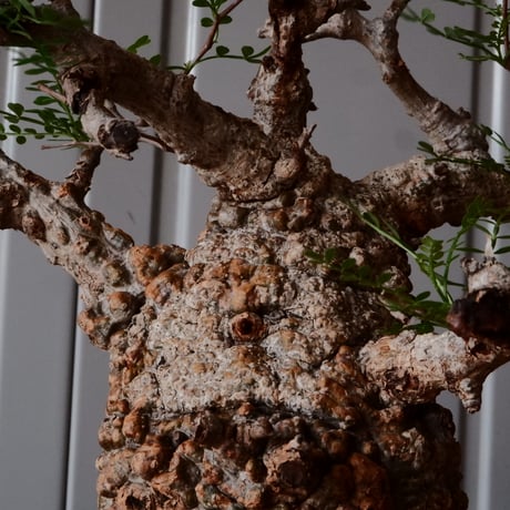 オペルクリカリア パキプス φ 11cm［No.23］  × 磯部祐介 作「 円 - 闇堕ち - "飛び鉋"」4号 植木鉢 笠間焼