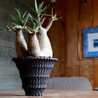 美肌 3頭 グラキリス  - 象牙宮 - size L［No.40］  ×  沖誠 作品  『 Bark 』4号 植木鉢