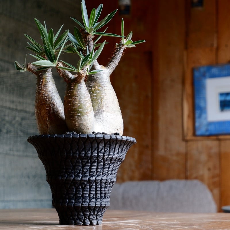 美肌 3頭 グラキリス - 象牙宮 - size L［No.40］ × 沖誠 作品 『