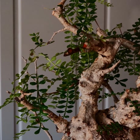 オペルクリカリア パキプス φ 13cm［No.03］  ×   根本峻吾 作 S.N POT  type.slim「 月光ノ爪牙 」 5号 植木鉢 笠間焼