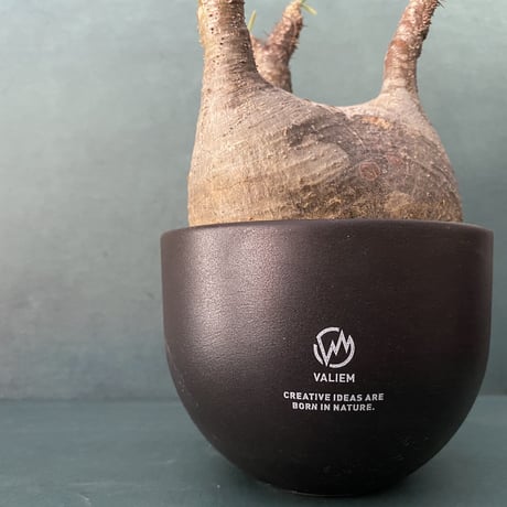 発根済 扁平 グラキリス VAG-03 × VALIEM BOWL (グラキリス専用鉢) M  / Black