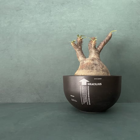 発根済 奇人 グラキリス VAG-04 × VALIEM BOWL ［ グラキリス専用鉢 ］ Lサイズ   / Black
