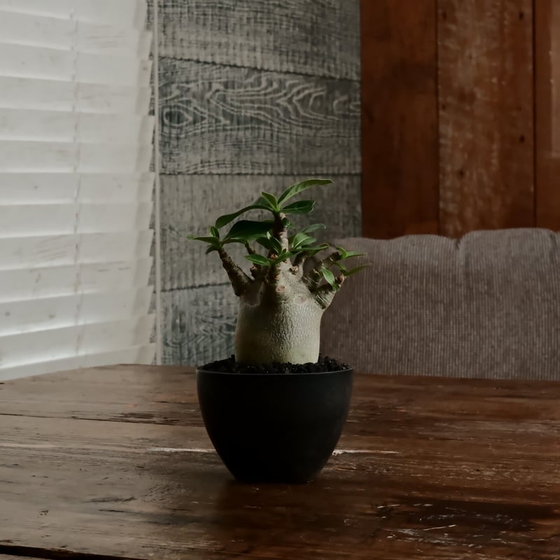 小人》アデニウム アラビカム 