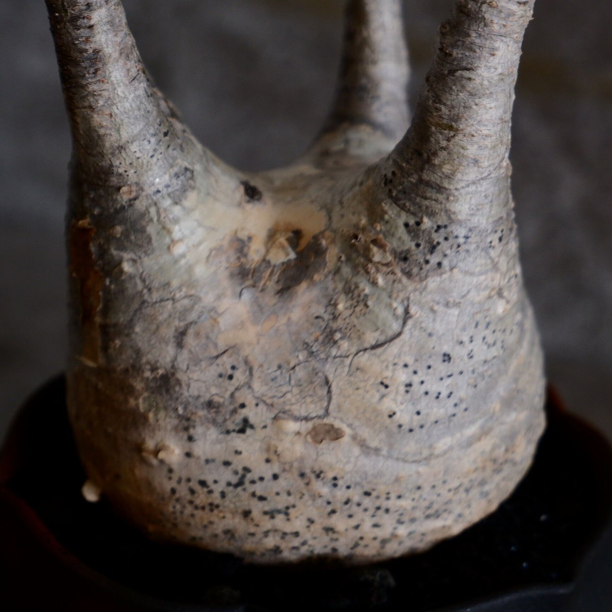 白肌 グラキリス - 象牙宮 - size S［No.58］ × 木村直人 作 「輪花 - r