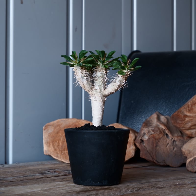 ユーフォルビア ギラウミニアナ eg43 ユーフォルビア ギラウミニアナ