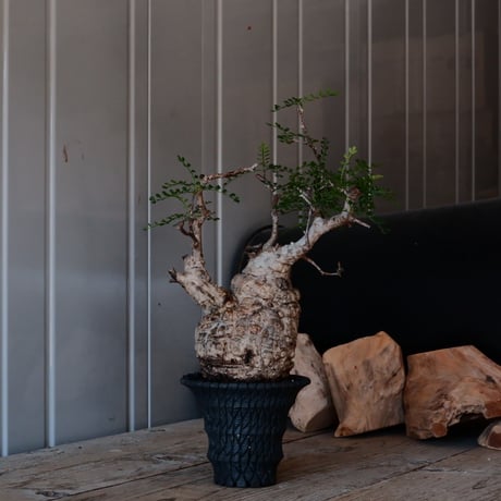 CATEGORY 沖誠 作 植木鉢 | Botanical Holic