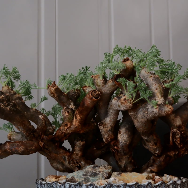 大株 / w28cm】サルコカウロン ムルチフィズム［No.05］ × 根本峻吾 作