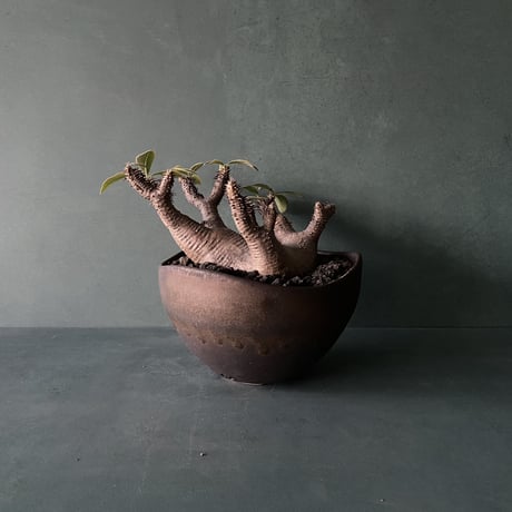 塊根植物　マカイエンセ　ぽっちゃり魔界玉　実生　作家鉢付き 塊根植物 マカイエンセ 魔界玉 実生 作家鉢付き パキポディウム