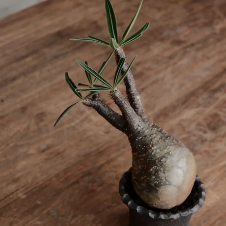 発根済 グラキリス  - 象牙宮 - size S［No.222］  ×  與那嶺大輔 作 「琉球飛び鉋」2.5号 植木鉢