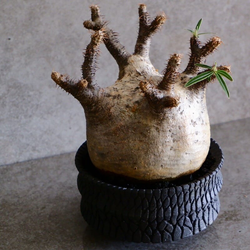 グラキリス 現地球 鉢付き 沖誠 作 笠間焼