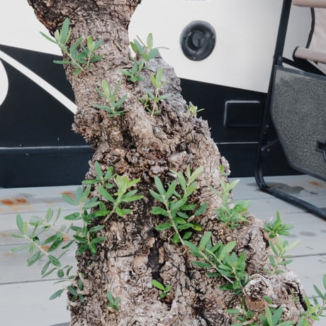 Old Olive 古木オリーブ［No.20］× 12号皿鉢 (φ36cm)