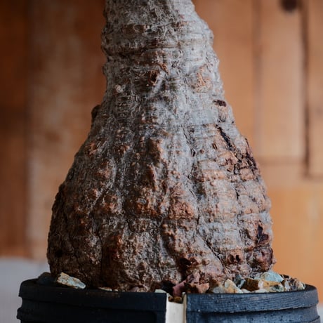 オペルクリカリア パキプス φ12cm［No.35］  ×   根本峻吾 作 S.N POT 「 雷電 - raiden - 」5号 植木鉢 笠間焼
