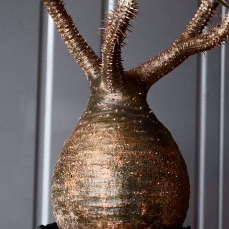グラキリス φ8.5cm - 象牙宮-［No.44］× 根本峻吾 作 S.N POT type.round「 爪牙 -堕天白- 」3号鉢 笠間焼