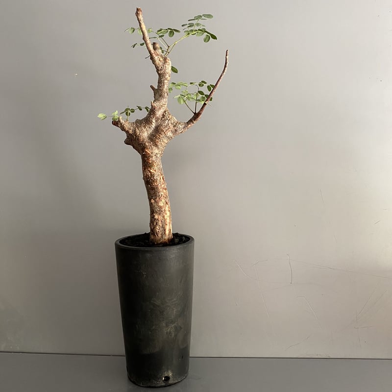 発根済 デロニクス プミラ BDP-08 | Botanical Holic