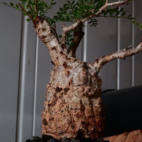 オペルクリカリア パキプス φ 7.5cm［No.15］  ×   沼野秀章 作「  black wrap 」3号 植木鉢 笠間焼