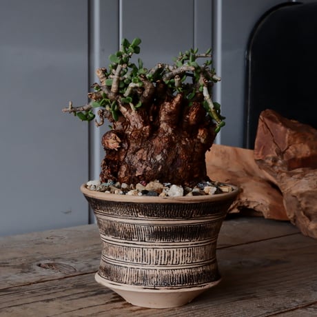CATEGORY ケラリアピグマエア - Pygmaea - | Botanical Holic CATEGORY ケラリアピグマエア - Pygmaea - | Botanical Holic