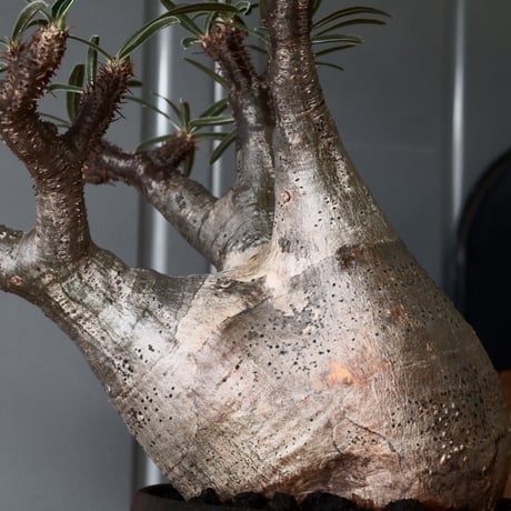グラキリス φ9cm - 象牙宮 -［No.52］  × 磯部祐介 作「 匣 - kou - 」3号 植木鉢 笠間焼