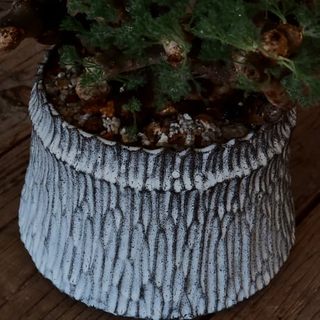 【大株 / w28cm】サルコカウロン ムルチフィズム［No.05］  ×   根本峻吾 作 S.N POT type.cylinder「 月光ノ爪牙」 5号 植木鉢