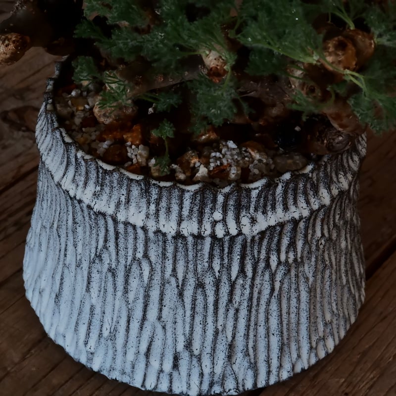 大株 / w28cm】サルコカウロン ムルチフィズム［No.05］ × 根本峻吾 作