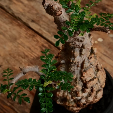 オペルクリカリア パキプス φ9.5cm［No.15］  ×   根本峻吾 作 S.N POT type.cylinder「 雷電 」limited color - Ocher - 4号 植木鉢