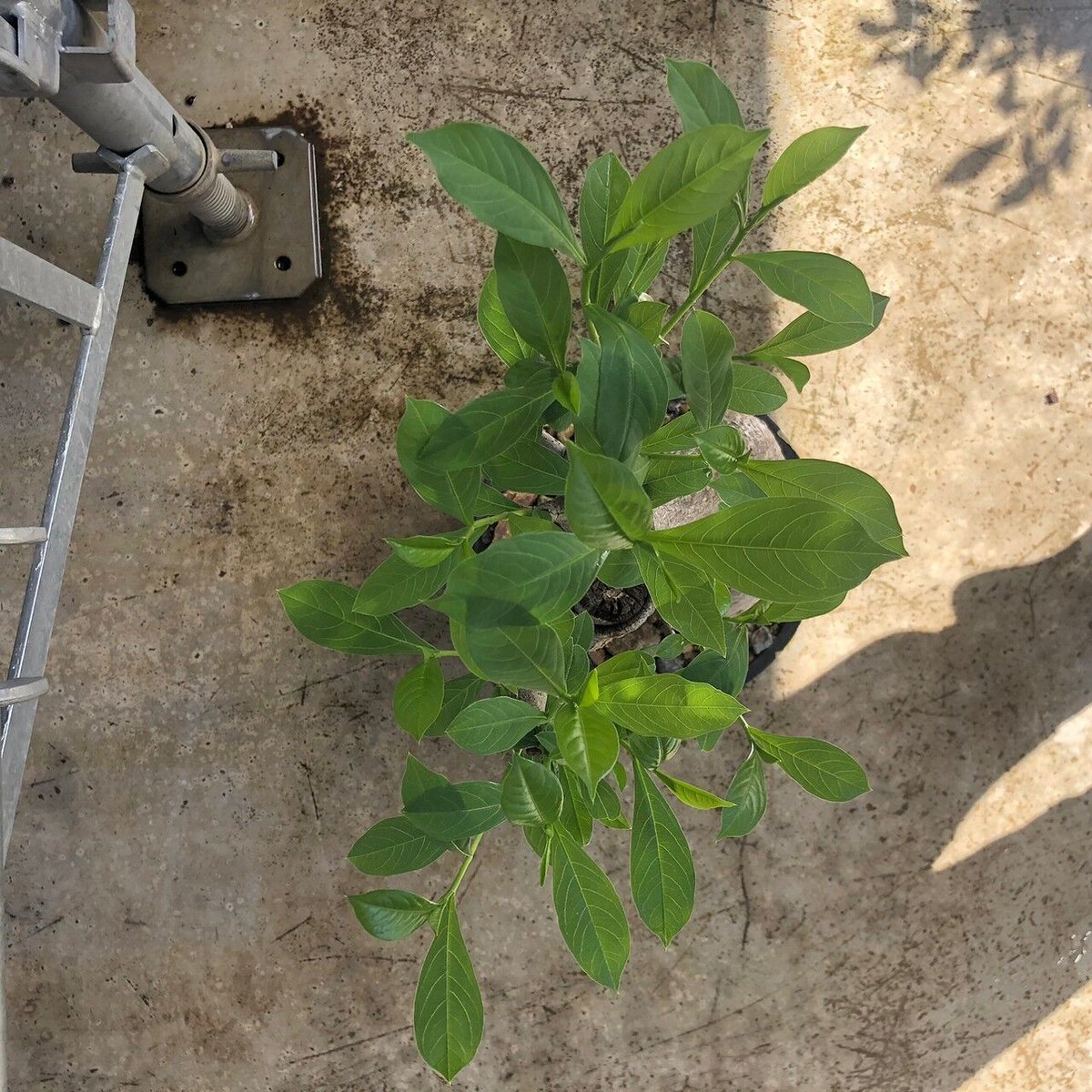 特大 バオバブ アダンソニア 変形タイプ / Baobab Adansonia［No.01］