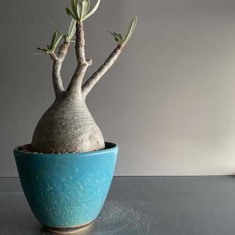 Gracilius  ×  Flat pot S「Turquoise blue」 - 笠間焼 - D11