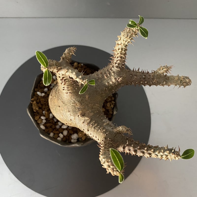 発根済 チビ マカイエンセ 魔界玉 現地株 BG-123 × S.N.Pot - crown