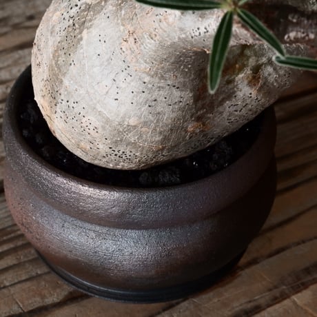 グラキリス φ9cm - 象牙宮 -［No.52］  × 磯部祐介 作「 匣 - kou - 」3号 植木鉢 笠間焼