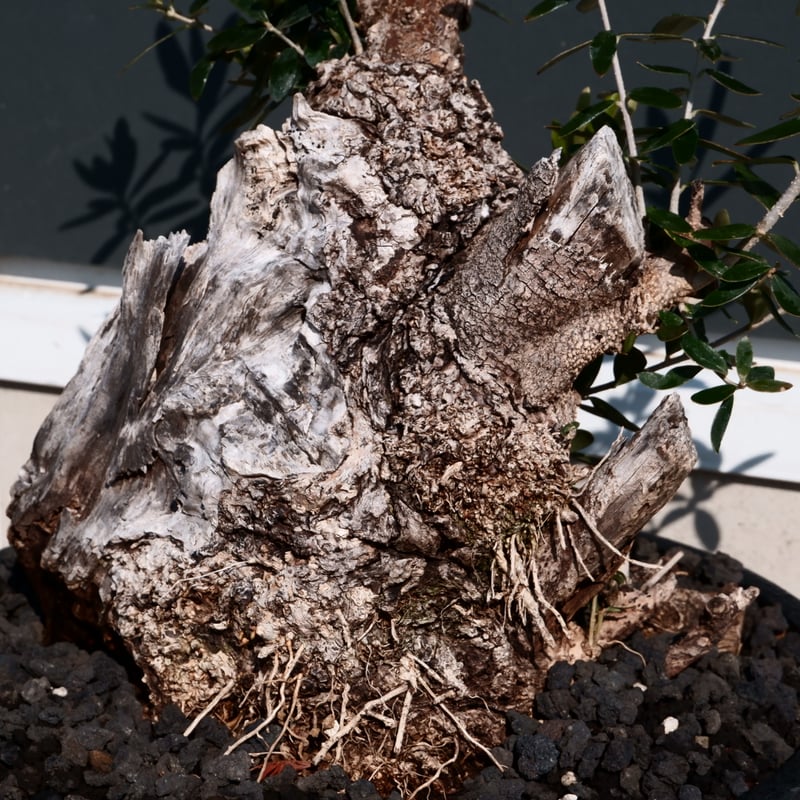 Old Olive 古木オリーブ［No.24］× 10号皿鉢 (φ30cm) | Botani