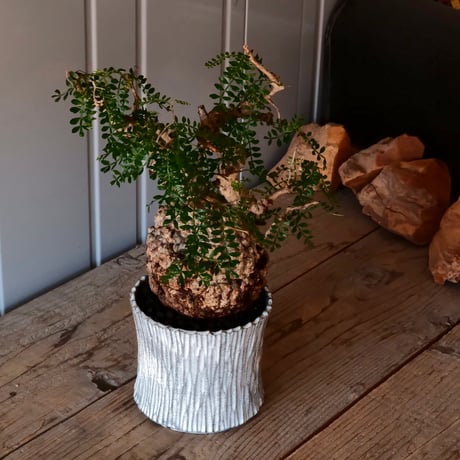 オペルクリカリア パキプス φ 13cm［No.03］  ×   根本峻吾 作 S.N POT  type.slim「 月光ノ爪牙 」 5号 植木鉢 笠間焼