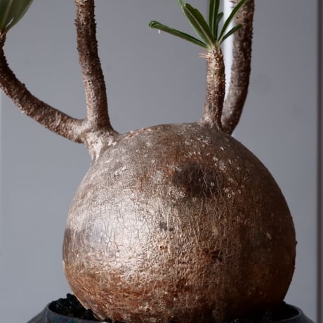 グラキリス φ10cm - 象牙宮-［No.50］× 坂本新 作 作品【 LUSTER BLACK 】3号 植木鉢 笠間焼